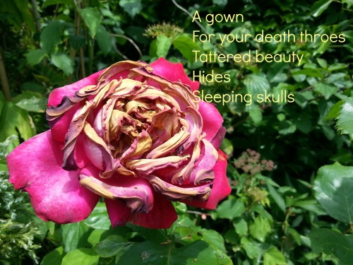 Tattered Rose